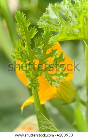 Photo of a yellow-orange flower of the pumpkin which have hidden behind a carved green leaf of a plant