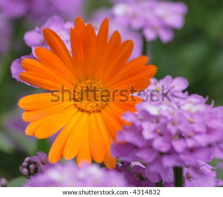 Bright orange flower among set of violet colors. A bright photo on a theme of summer natural paints. Focus in the center of an orange flower. Shallow DOF.