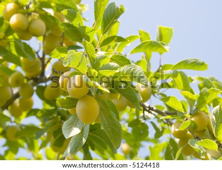 Yellow ripe plum on branches of a garden tree on a background of the blue sky