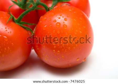 The perfect juicy tomatoes covered by drops of water, on a green branch. Isolation on white. Shallow DOF.