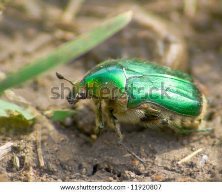 Big Green Bug