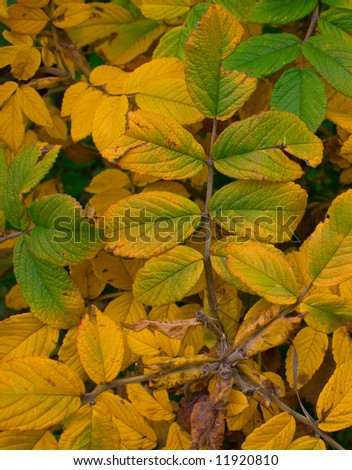 The turned yellow foliage of a dogrose. A bright background on a theme about season change.