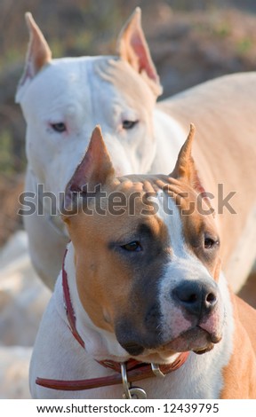 Two large dogs of breed the American Staff Terrier