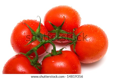 The perfect juicy tomatoes covered by drops of water, on a green branch. Isolation on white. Shallow DOF