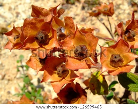 Brown Flowers