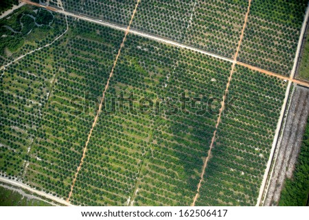 palm tree farm vertical view