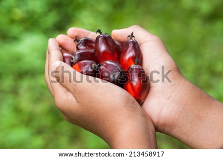 Hand hold palm fruits