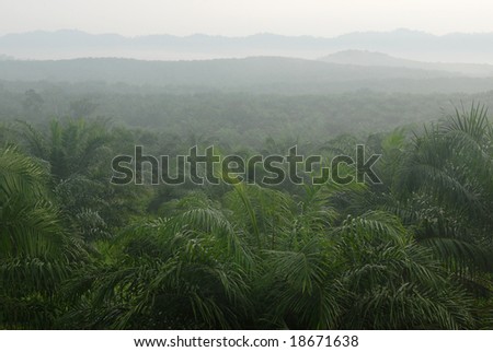 Oil Palm Tree Plantation In The Morning