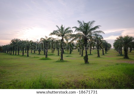 Oil Palm Tree Plantation