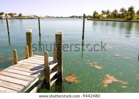 boat dock with floating weeds in water