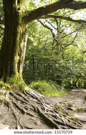 exposed tree roots along a forest path