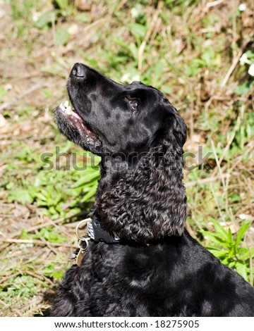 black English cocker spaniel dog looking up