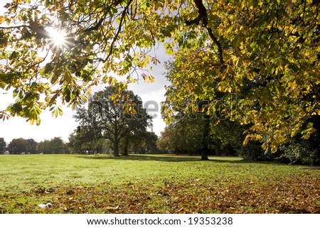 fallen dead leaves under trees with autumn colours
