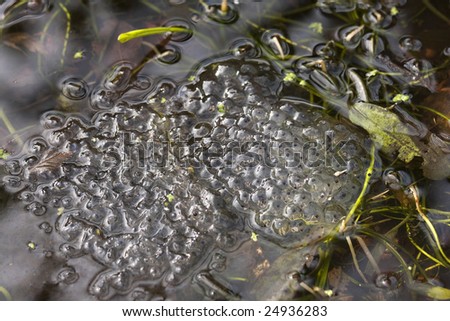 frogs spawn in a garden pond in winter