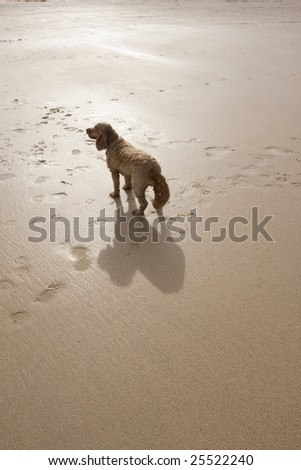 dog with a big shadow on a sandy beach