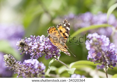 orange and black butterfly on a purple flower