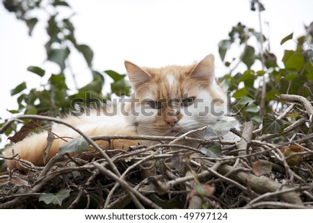 ginger and white pat cat resting on a small bush