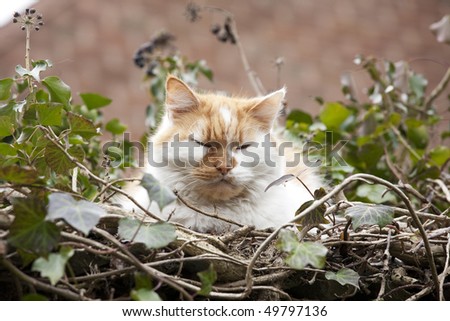 ginger and white pat cat resting on a small bush