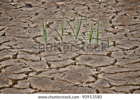 Cracked Earth with Grass