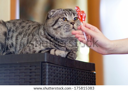 Hand Of Person Feeding Tabby Cat With Candy.