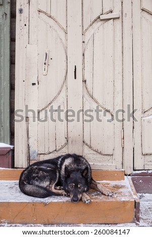 Dog lying on the porch at the door. The city of Irkutsk.
