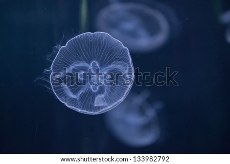 Underwater  jellyfish on dark blue background