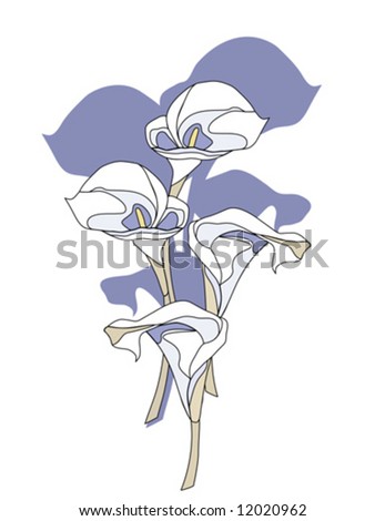 stock vector Calla Lily Flowers vector is hand drawn original artwork