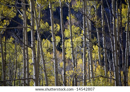 A line of aspens at the Maroon Bells in Colorado.