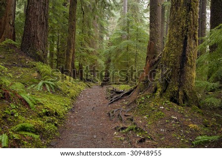 This is part of the path in ancient woods on the way to Sol Duc Falls in Olympic National Park.