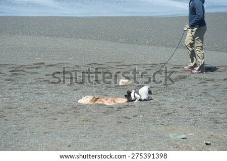 PACIFICA, CA - April 18: A curious dog sniffs at pieces of blubber cut from a 50-foot Sperm Whale at Mori  Point in Sharp Park State Beach in Pacifica, CA on April 18, 2015