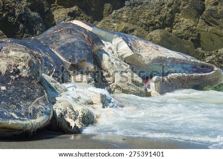 PACIFICA, CA - April 18: A 50-foot Sperm Whale remains at Sharp Park State Beach. Earlier scientist performed a necropsy on the whale. Taken at Sharp Park State Beach in Pacifica, CA on April 18, 2015