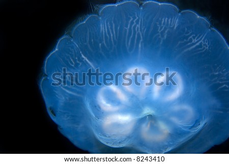 Jelly Fish floating in water