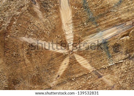 Wood rings texture
