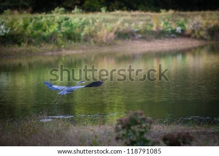 Great Blue Heron taking off from a pond.