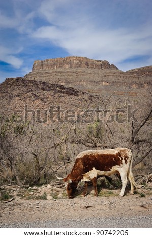 Grazing cow in western Arizona.