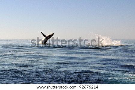 Humpback Whale Leaping Out of Water.