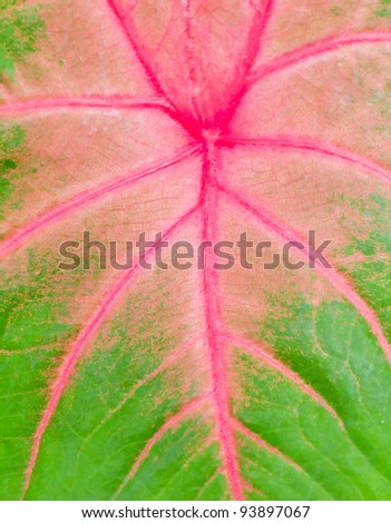Red and green striped foliage
