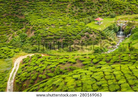 Malaysia tea farm