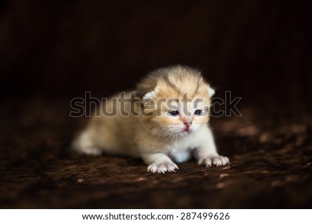 golden chinchilla British kitten