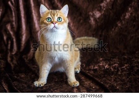 golden chinchilla British kitten