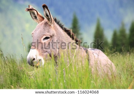 Donkey laying in the grass