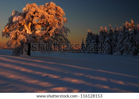 Isolated tree lit by the sunset light