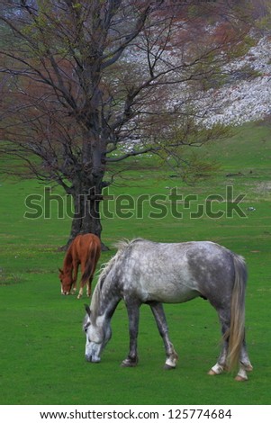 Pair of horses feeding on the green meadow