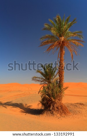 Palm tree under the desert sun, Sahara desert, Morocco