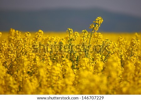 Sunny field of yellow flowers