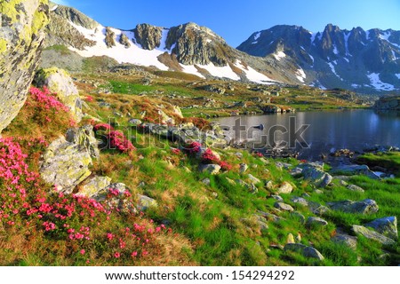 Lake on the mountain surrounded by red rhododendron flowers in summer