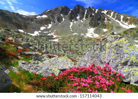 Mountain flowers at the base of steep rock