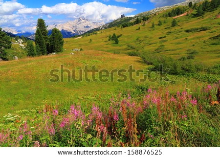 Flowers, green meadow and distant mountains, Dolomite Alps, Italy
