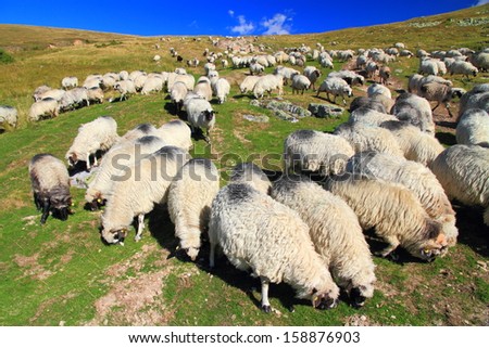 Sheep herd roaming the mountains