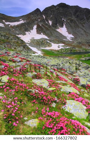Mountain flowers scattered on green slope